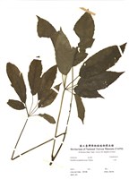 藏品(江某)的圖片